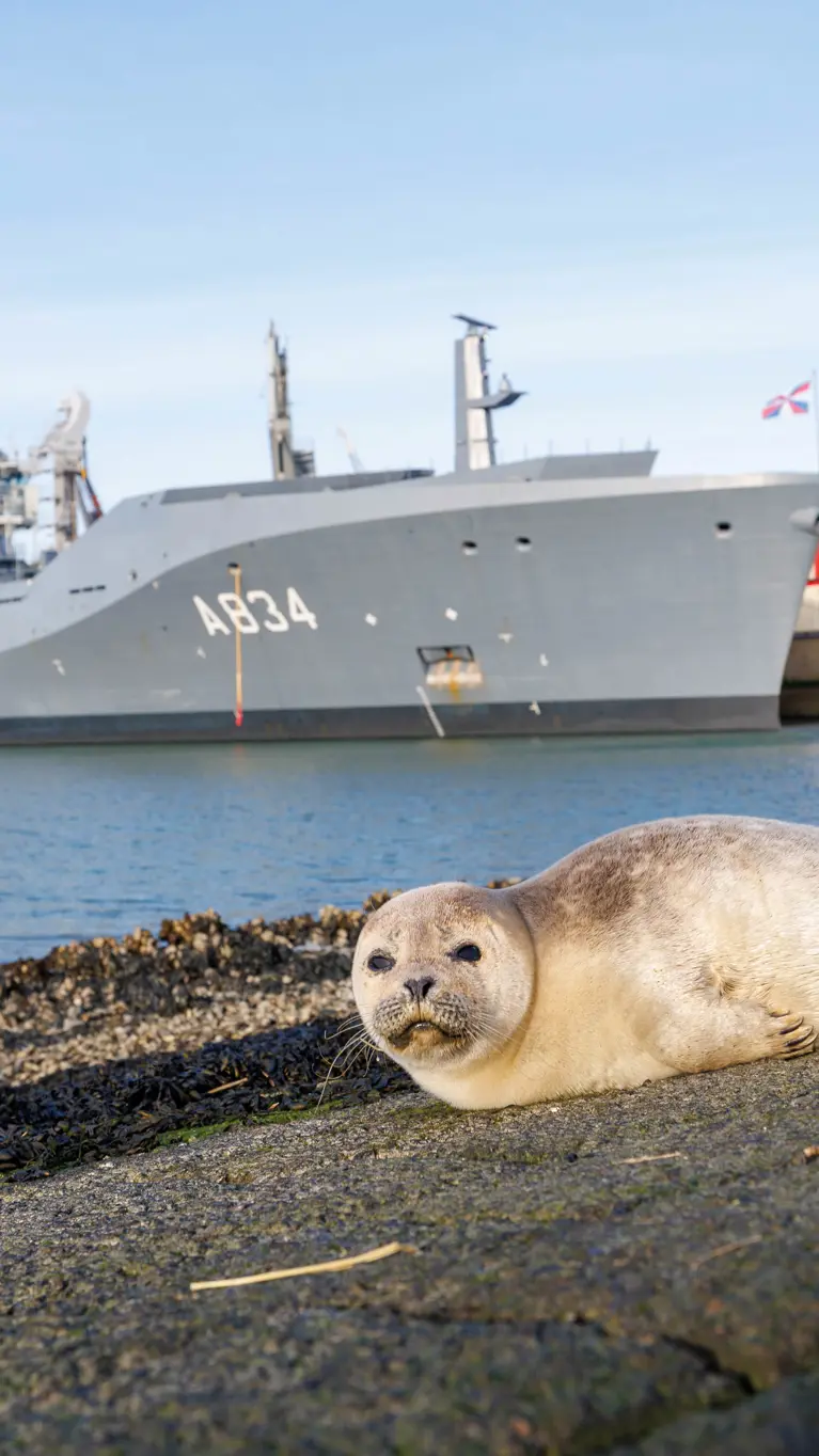Een zeehond ligt op het talud bij de marinehaven en kijkt de lens in. Achter het dier is Zr.Ms. Den Helder te zien.