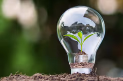 Gloeilamp met klein groen plantje erin op een beetje aarde. De aarde ligt weer op een stapeltje munten.