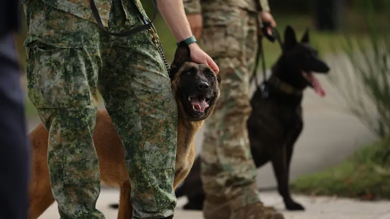 Een hond staat naast een militair.